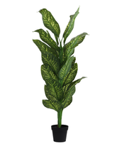Artificial Variegated Dumb Cane Plant 168cm (5.5ft)
